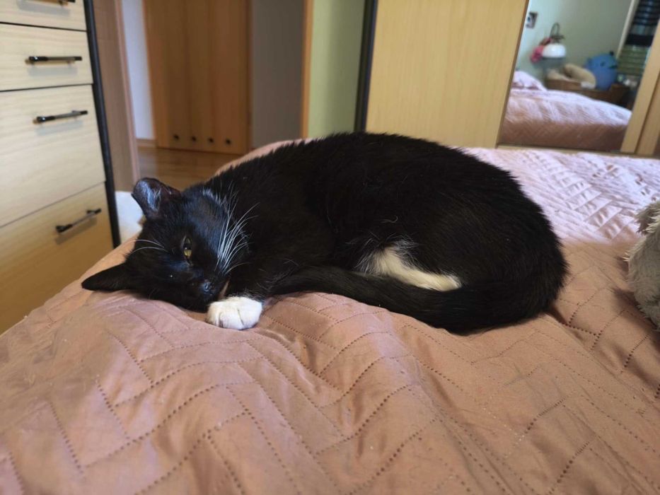 BENIA  - wojowniczka po przejściach szuka domku na zawsze!