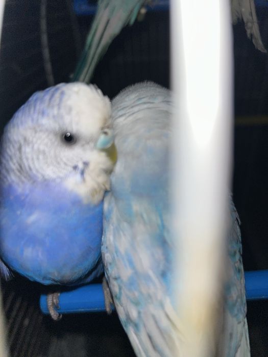 Sprzedam samce papugi falistej 3 szt