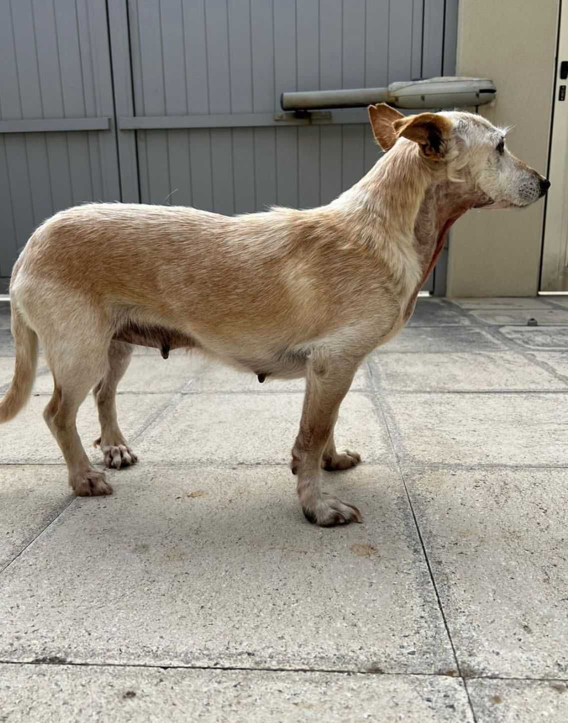 Cadela porte pequeno para adoção responsável