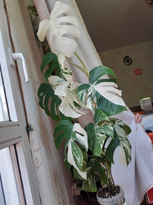 BIAŁA Monstera Variegata - rosnąca sadzonka