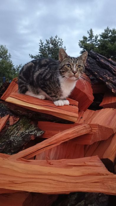 Kot Mycek poszukiwany