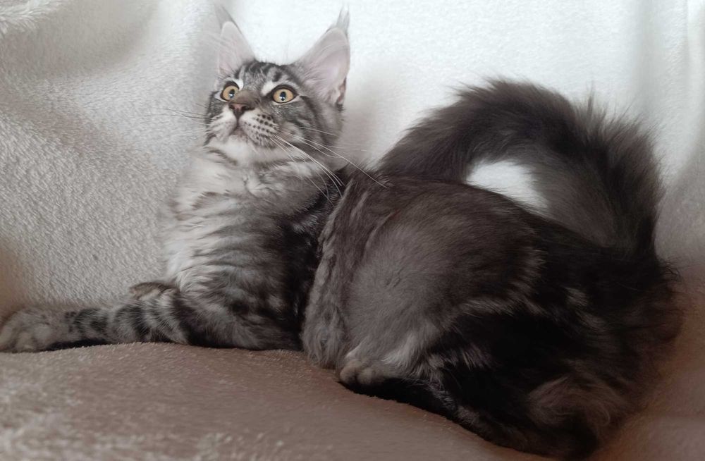 Bailey Kocurek Maine Coon Srebrny Klasycznie Pręgowany