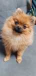 Szpic miniatorowy Pomeranian mini suczka
