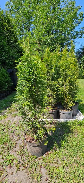 Tuja Szmaragd wysokość 80 cm