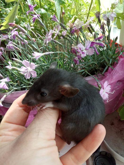 крыса маленькая ручная разные окрасы  крыска крысули