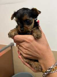 Yorkshire terrier macho