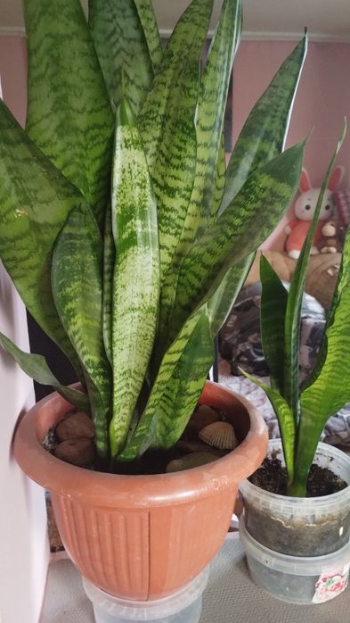 Хойя,санси каланхое.