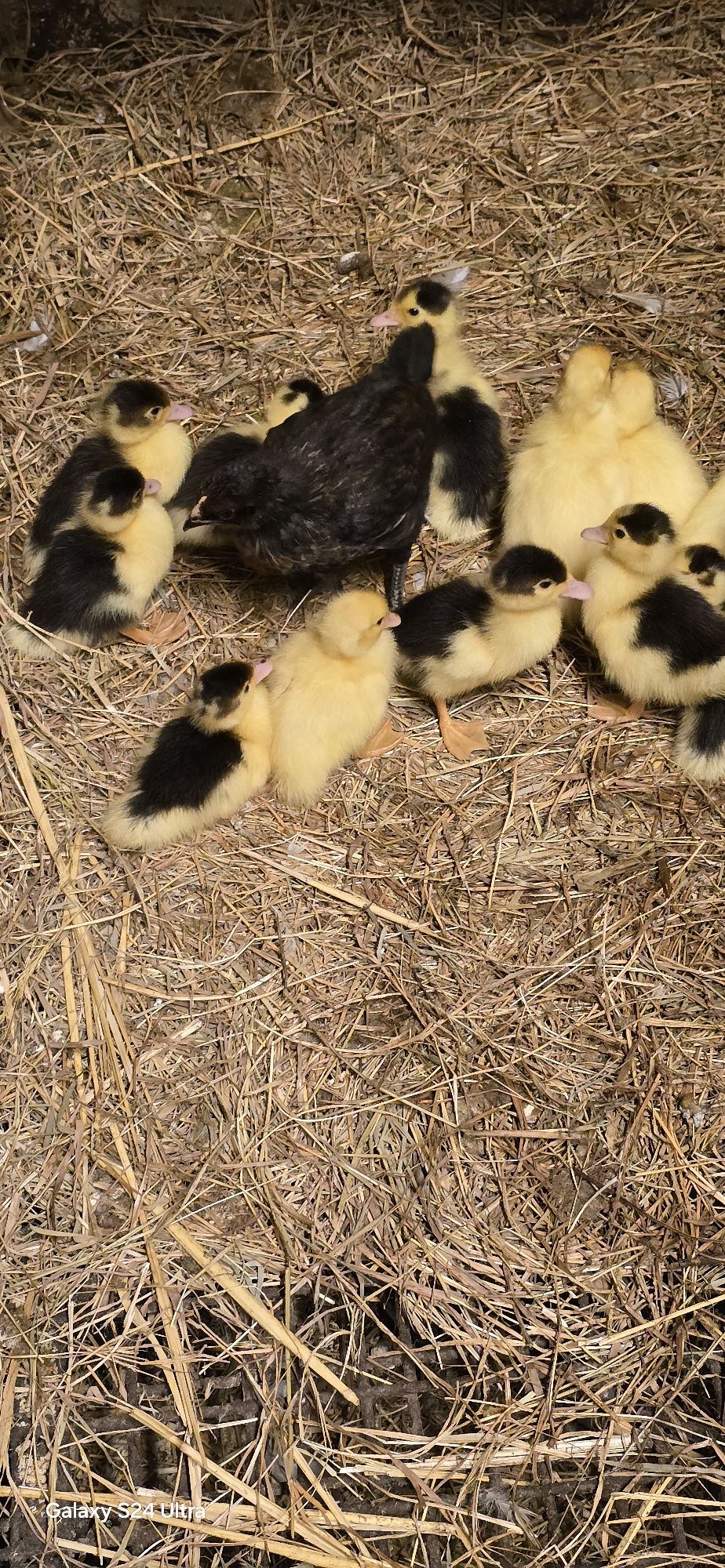 Patos para venda
..
-
-
