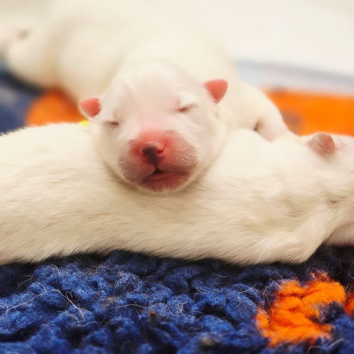 Samoyed, już są! Szczenięta ZKwP!