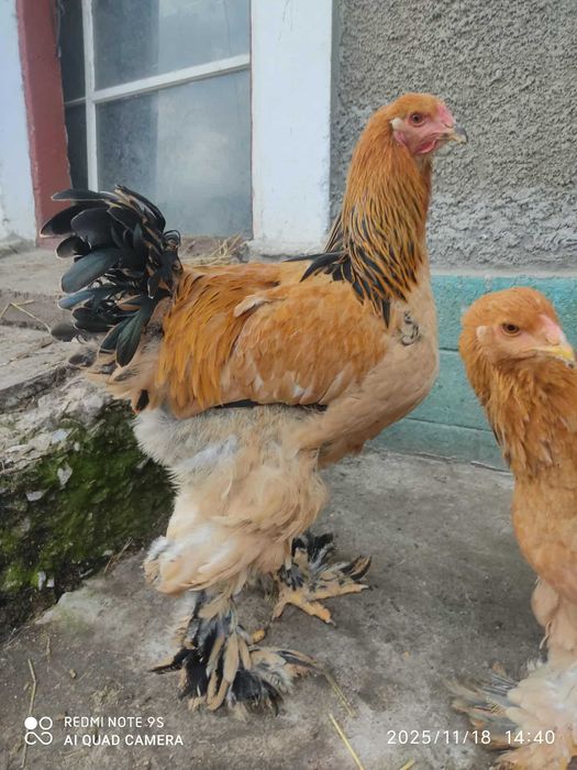 Продам молоду сім'ю Брама Палева, Палевоголуба