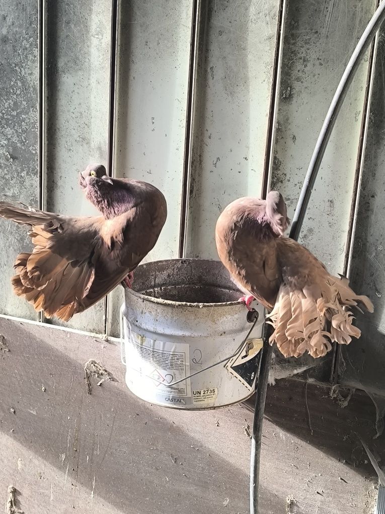 Pombos fantasia várias raças
