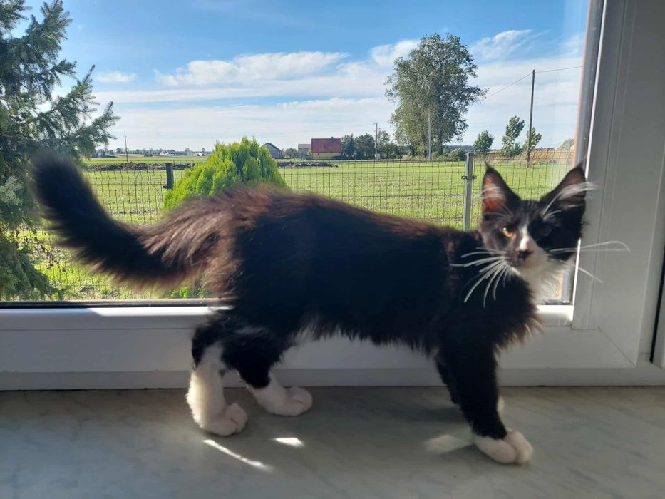Gotowy do odbioru Kocur Maine Coon z rodowodem FPL