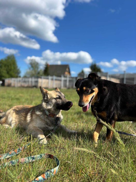 1,5 roczny psiak Corgi, nieśmiały, odnajduje się w towarzystwie psów