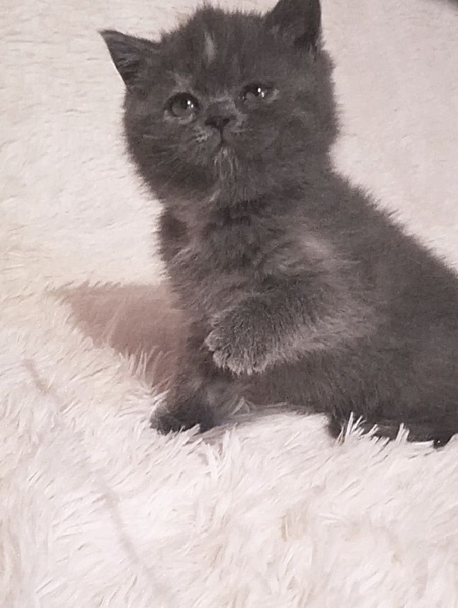 Кошечка скотіш страйт