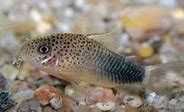 Kirysek szmaragdowo-ogonowy (Corydoras similis). Cetarius