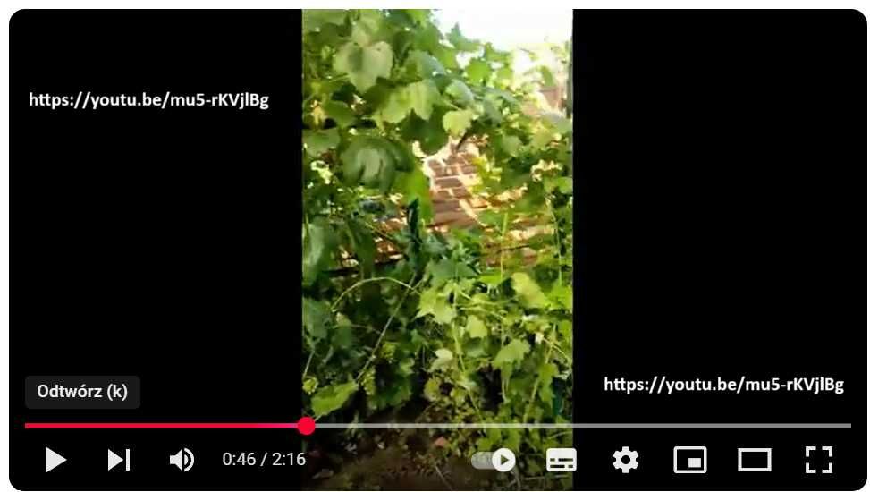 Sprzedam działkę R.O.D. „Tęcza” w Złotnikach pod Poznaniem/zabudowana