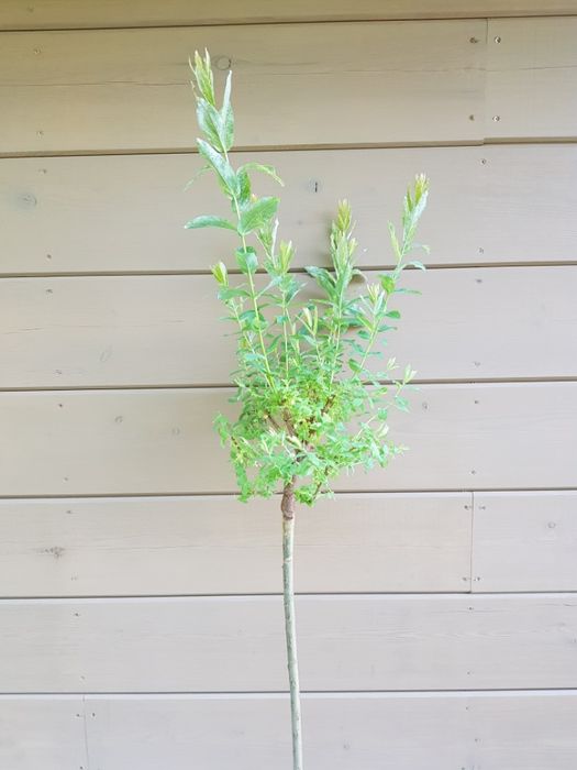 Salix integra 'Hakuro-nishiki' wierzba całolistna 'Hakuro-nishiki'