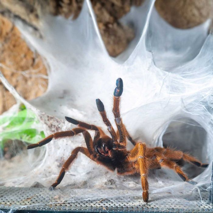 Ptasznik słoneczny - Pterinochilus murinus Usambara