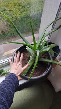 Aloes duży aloes leczniczy koszalin Roślina