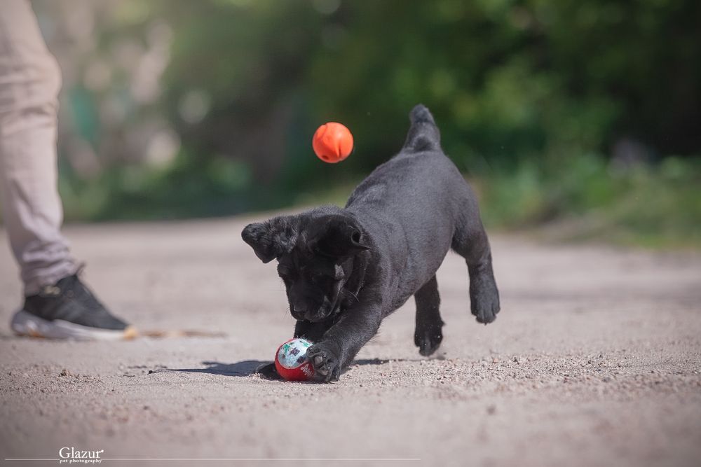 Перспективні цуценята лабрадора