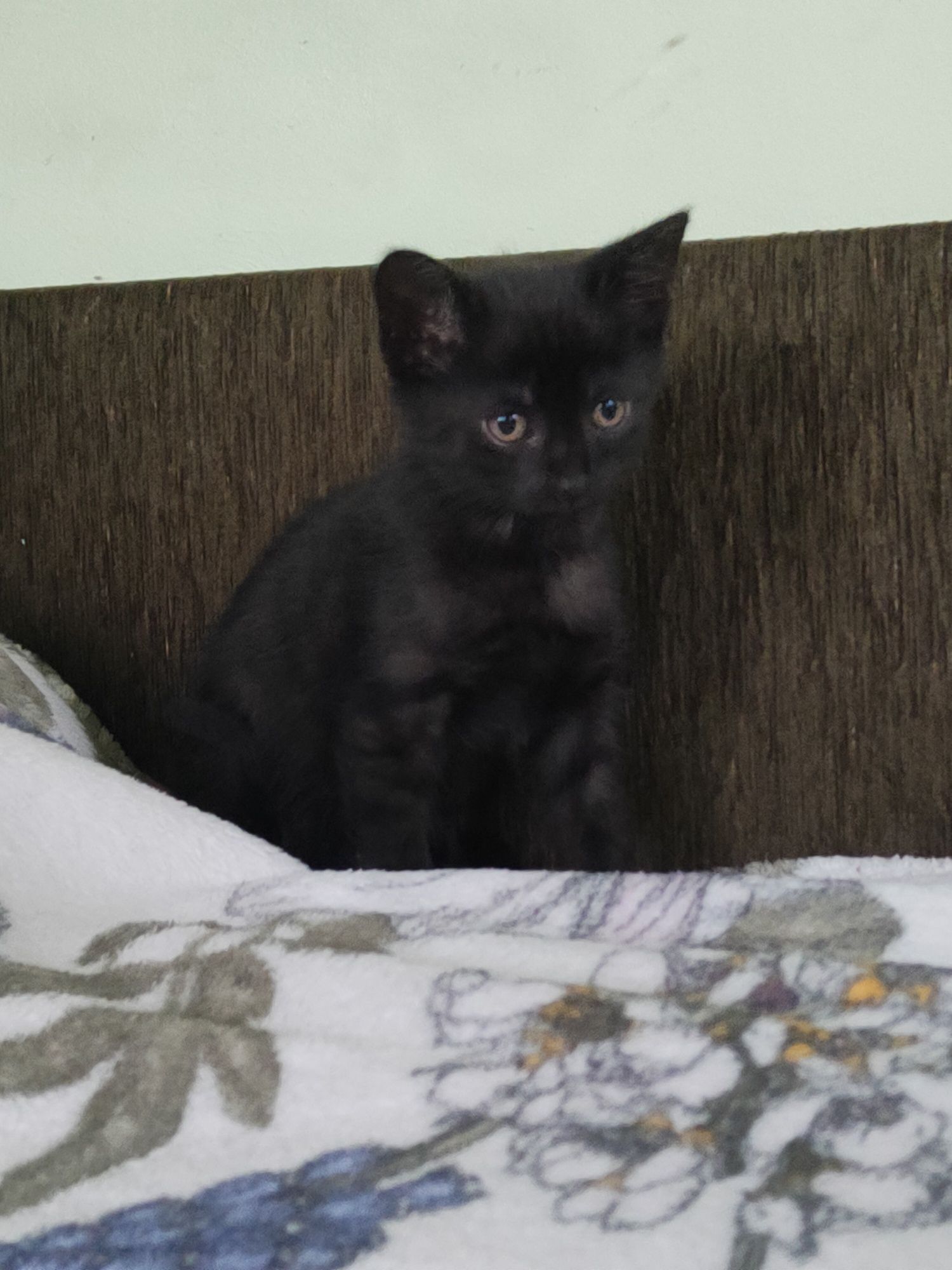 Oddam kotki w dobre ręce