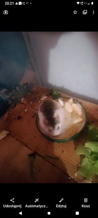 Chomik Roborowskiego