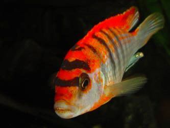 Labidochromis hongi Sweden.Pyszczaki  z Malawi