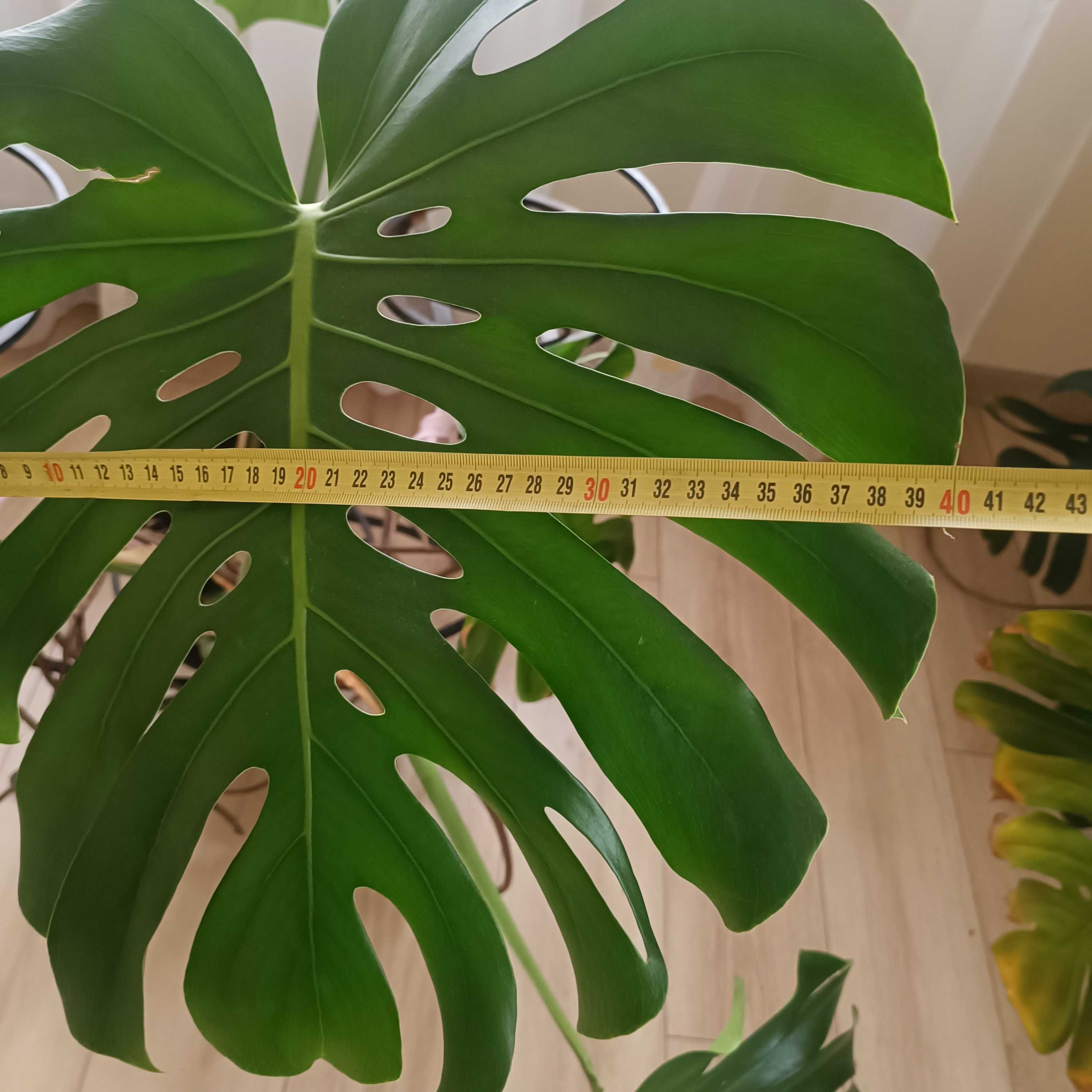 Monstera wielkolistna z pięknego matecznika.