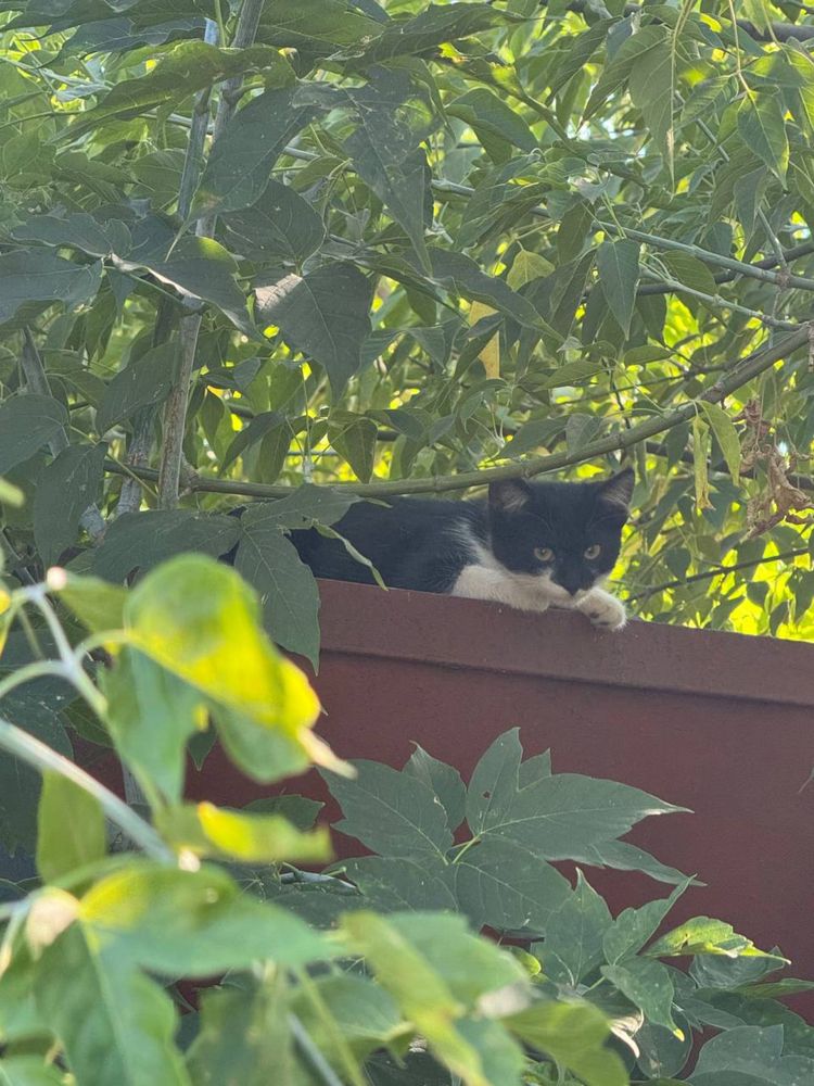 Котята шукають дім