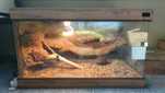 Terrarium dla agamy brodatej