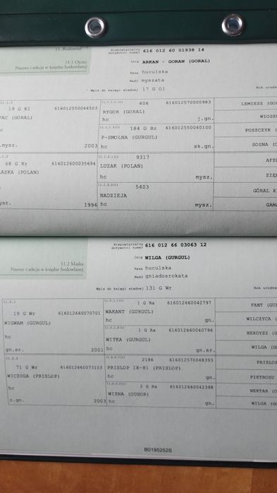 Sprzedam ogierka rasy huculskiej