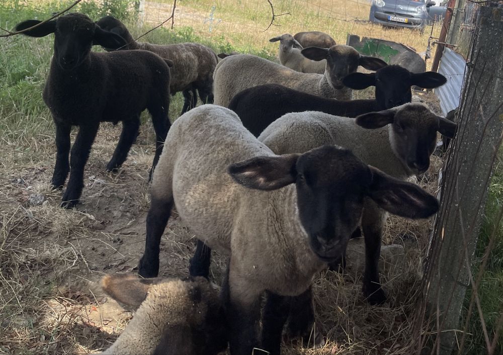 Borregas e borregos cx de suffolk ( pai com pedigree ingles )