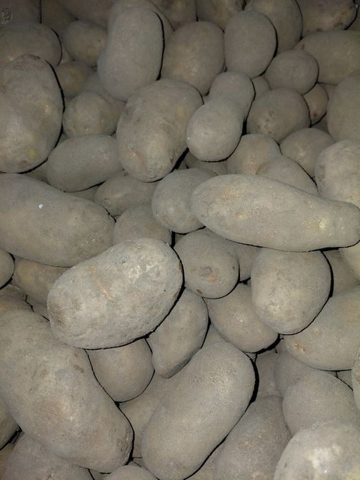 Sprzedam Ziemniaki Jadalne