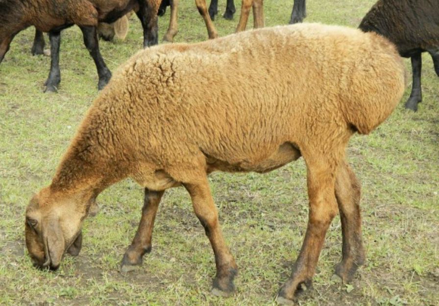 Вівці, ярки гісарської (курдючної) породи