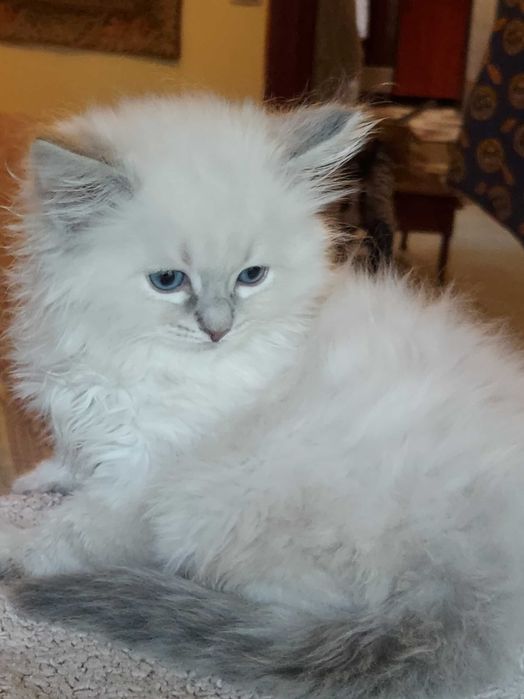 Ragdoll -WCF/PZF.PROFESJONALNA hod, badania Genetyczne- ODBIÓR-X.25