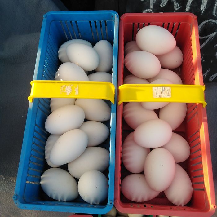 Jajka wiejskie kacze, gęsi, kurze