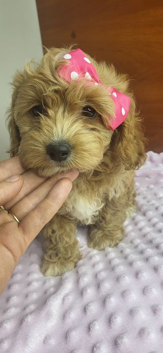 Maltipoo suczka F1
