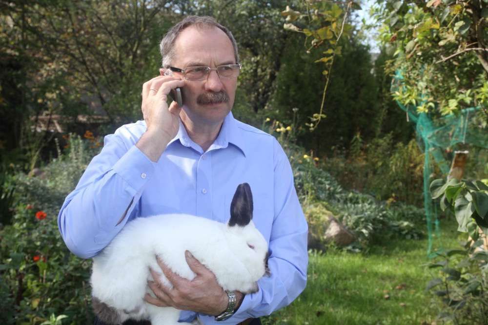 Króliki kalifornijski wystawa Brzeg Dolny