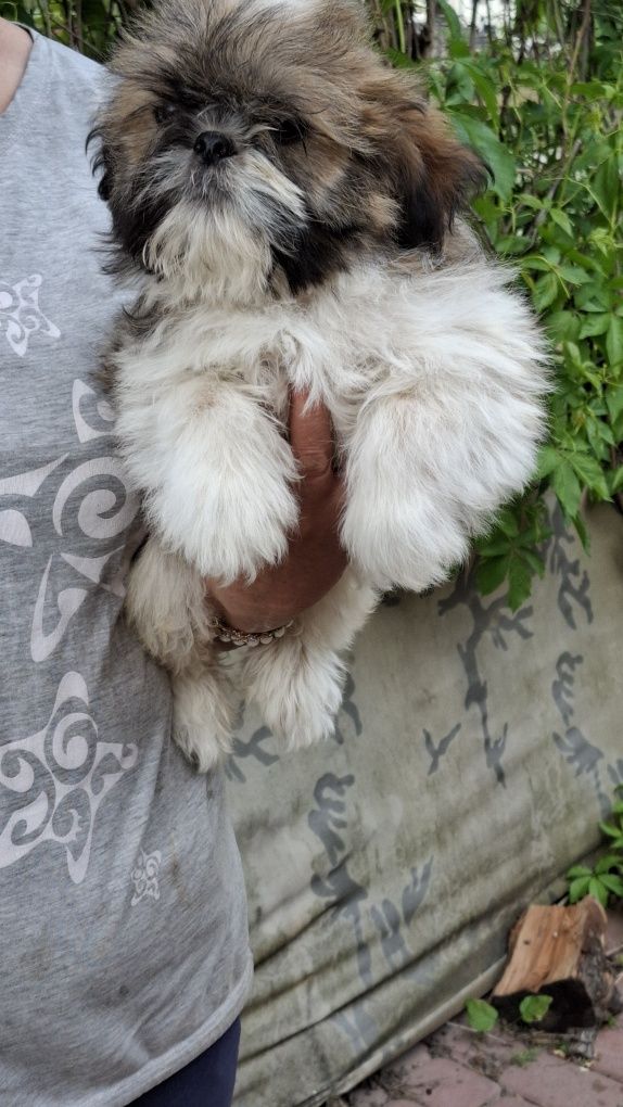 Shih tzu  chłopiec