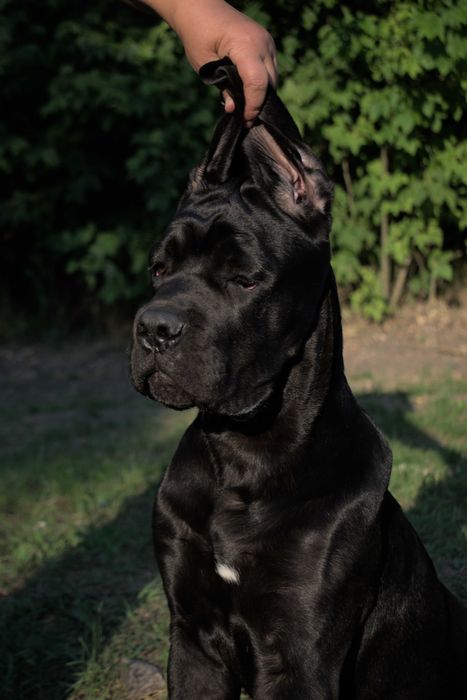 Чорна перлина дівчина кане корсо