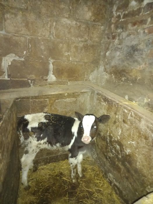 Продается телочка,1,5 месяца.Чугуевский р-н,Каменная Яруга.