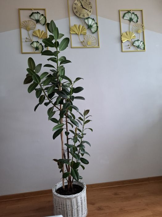 Fikus 155 centymetrów