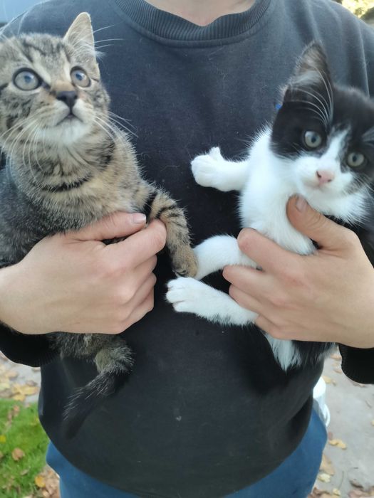 Małe kotki do oddania