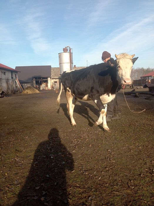 Sprzedam jałówkę 15 mies