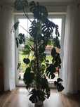 Monstera Deliciosa Big Form 240 cm