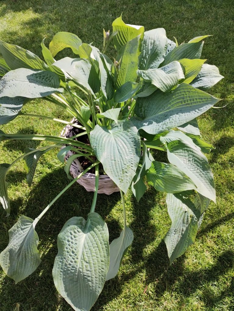 Hosta Funkia ogromna