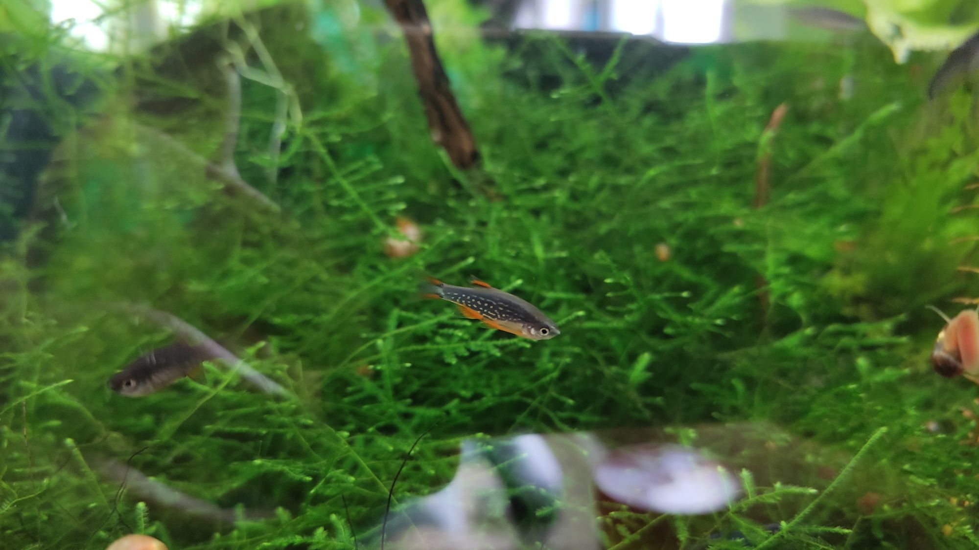 Vendo Rasbora Galaxy