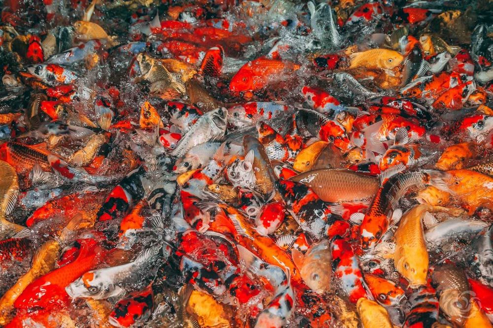 Ryby do oczka wodnego Karp, Jesiotr, Karaś koi, Lin, Amur,Tołpyga,