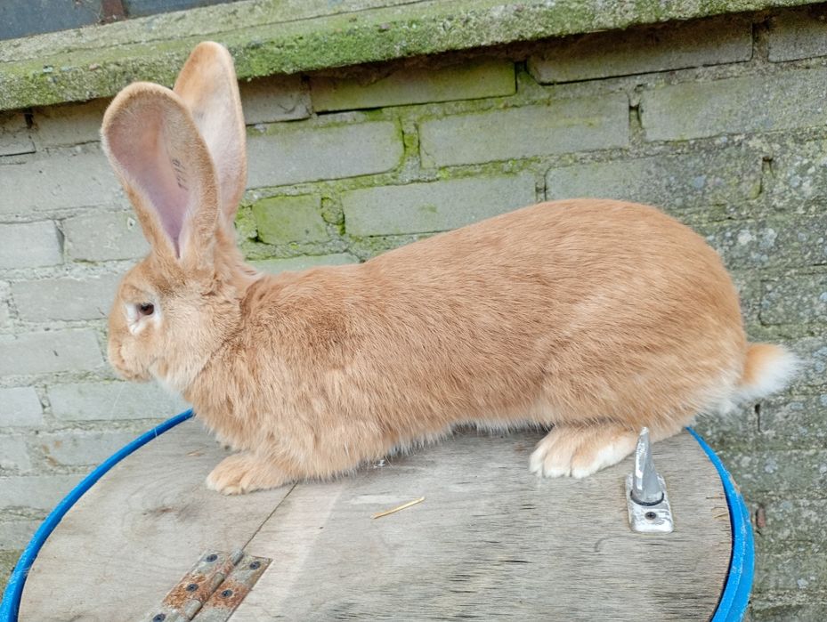 Samica olbrzym belgijski