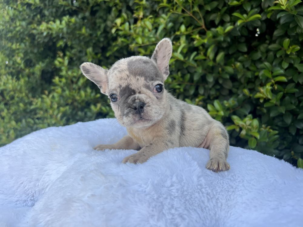 Bulldog frances femea blue merle